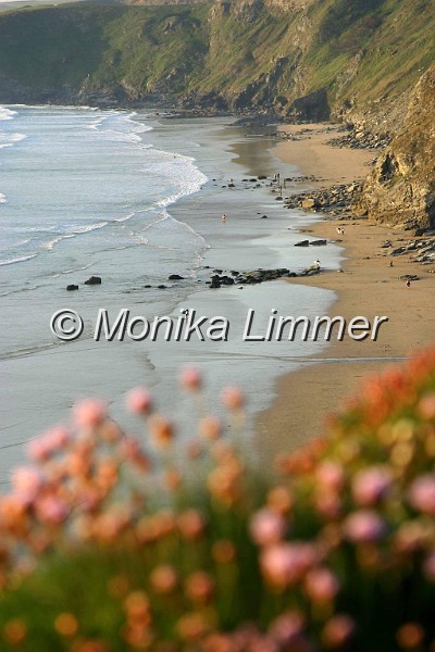 7783_strand u _nelken.jpg